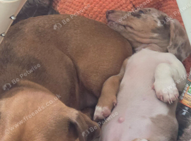 Miniature dachshund
