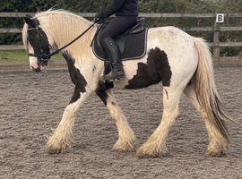 Black and white cob mare riding 12.1/2