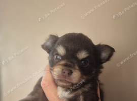 Male chihuahua
