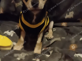 Three boy full chihuahua puppies
