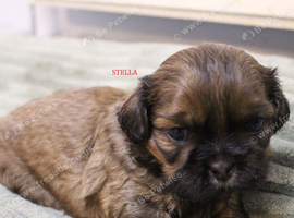 LOVELY SHIH TZU PUPPIES KC REG PEDIGREE