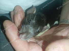 Two male young rats