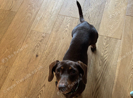 Chocolate miniature dachshund female