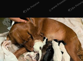 Sprocker spaniel puppies