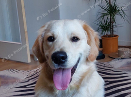 Heartbreaking rehome of gorgeous 10 month old kc registered golden retriever.