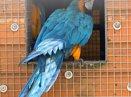 For sale pair of blue & gold macaws