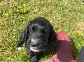 Cocker Spaniel puppy for sale