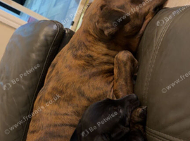 My 2 year old needs a loving new home