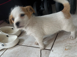 Jack Russell