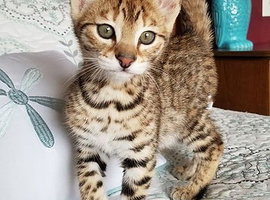 Savannah kitten
