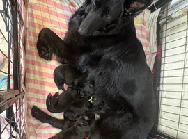 Black German shepherd