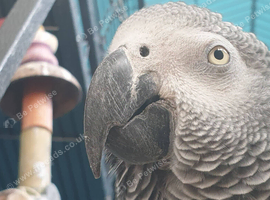 African grey