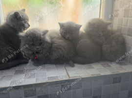 British shorthair