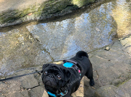 Make black pug