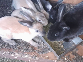standard Rex rabbits
