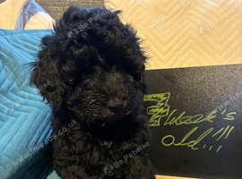 One Gorgeous Poodle-Cross Puppy