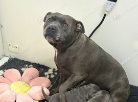 Beautiful littters of staffy pups