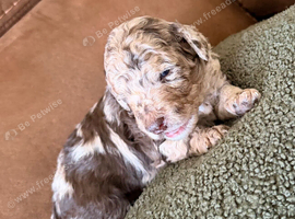 Cockapoo Puppies