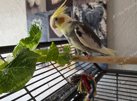 Baby Male Cockatiel