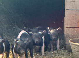 Saddleback piglets