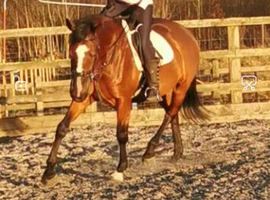 Horse share wanted, Dunmow,  Essex