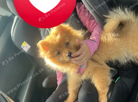 Pomerian