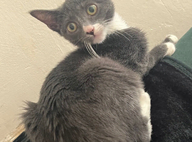 Kitten blue shorthair x simease