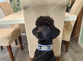 Standard poodle