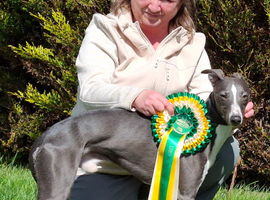 Blue Stud dog.(Half racebred)Small /Q for Crufts.