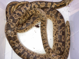 RUSSIAN SAND BOA - pair M&F
