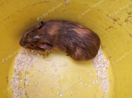 Baby guinea-pigs ready now