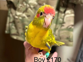 Hand reared and hand tame Kakariki
