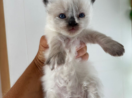 Stunning ragdoll ready soon