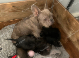 Floodle pups