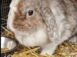 adult bunny
