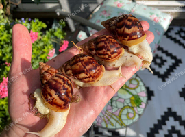 Albino Giant African Snails for sale!