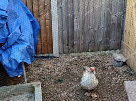 Male muscovy