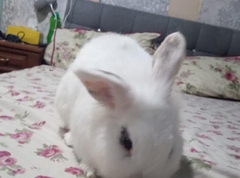 2 male rabbits