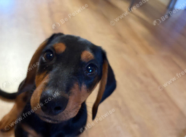 Dachshund cross jack russell