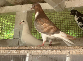 Young Roller Pigeons