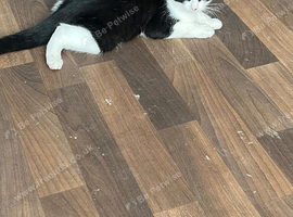 Black and white 14weeks old boy looking for new home