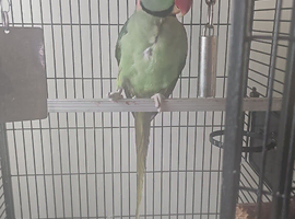 Male ring neck Alexander parrot