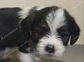 Male puppy shihtzu cross last one of litter to go REDUCED