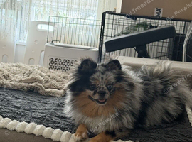 Unique and stunning girl looking for new home