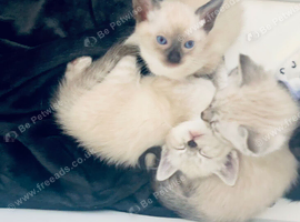 Beautiful kittens