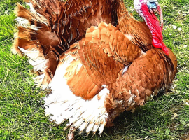 Turkey Poults for sale