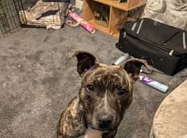8 month old Staffordshire bull terrier pup