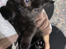 Kitten