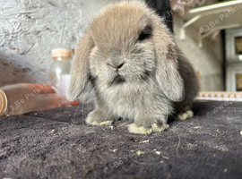 Mini lop