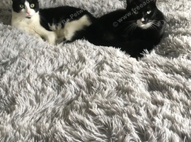 2 brothers (come together with everything)